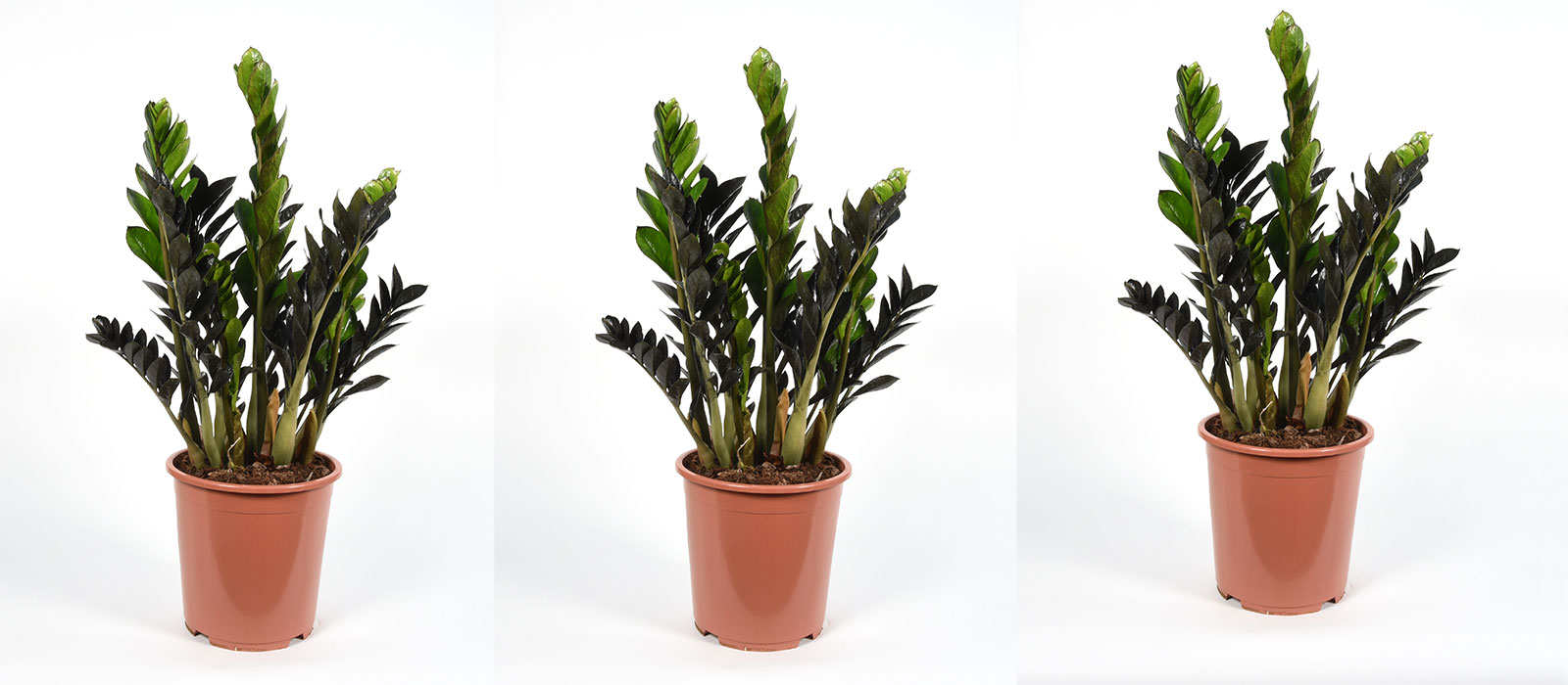 Supernova-slider-1-1600-x700